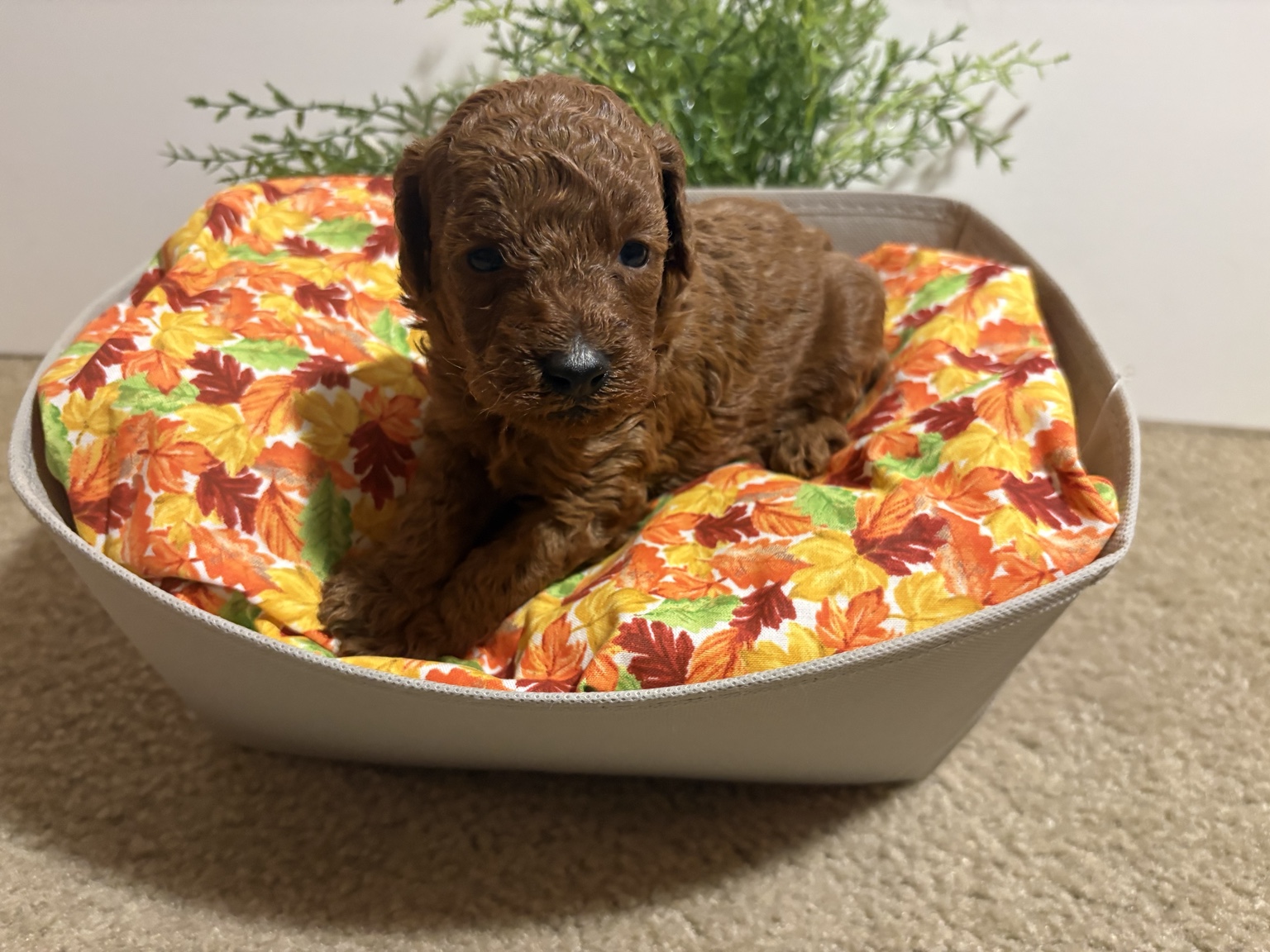 Current Iris Toy Poodles Red Toy Poodle puppy photographed during a fall growth update