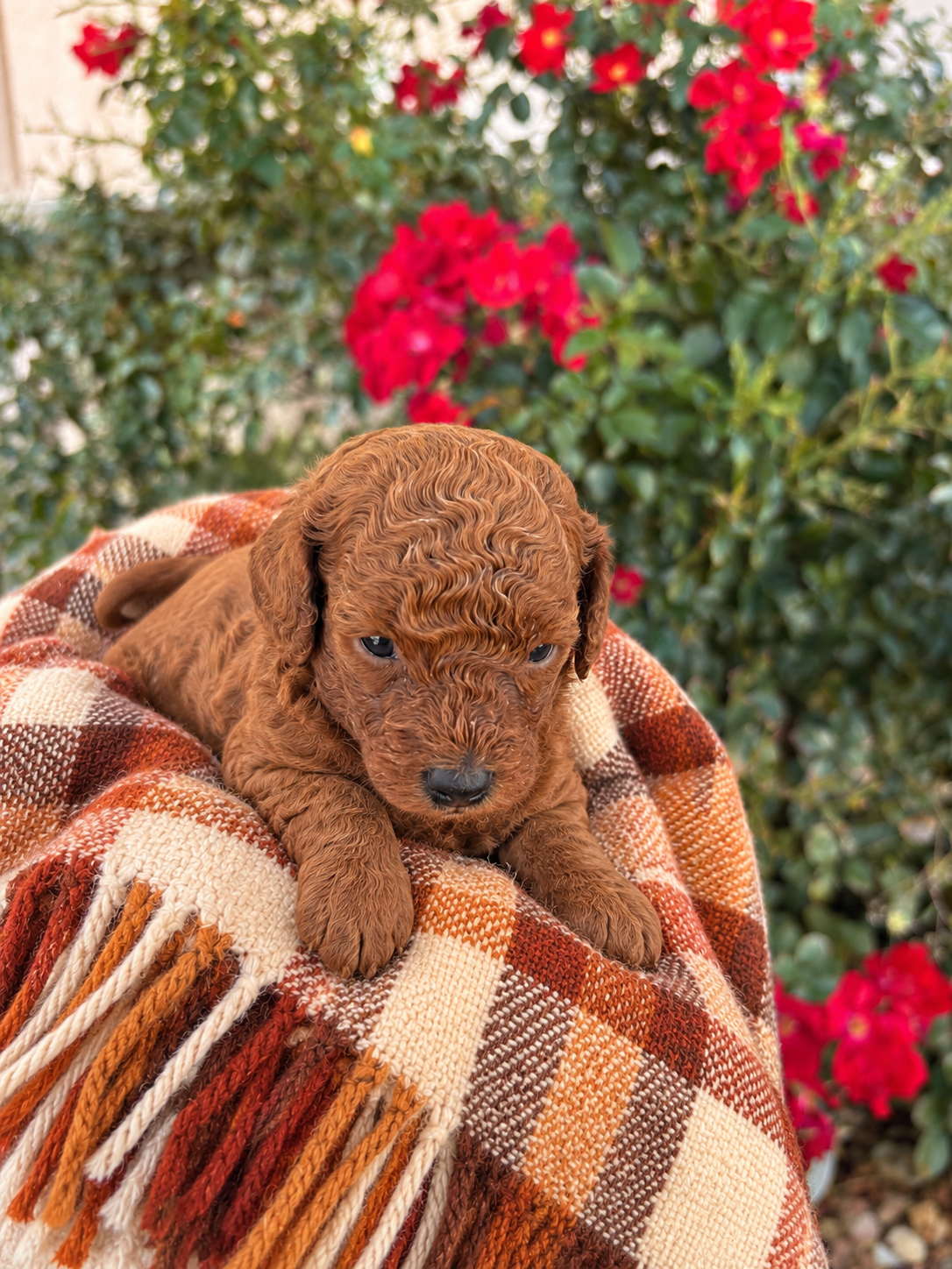 Iris Toy Poodles August Red Toy Poodle portrait