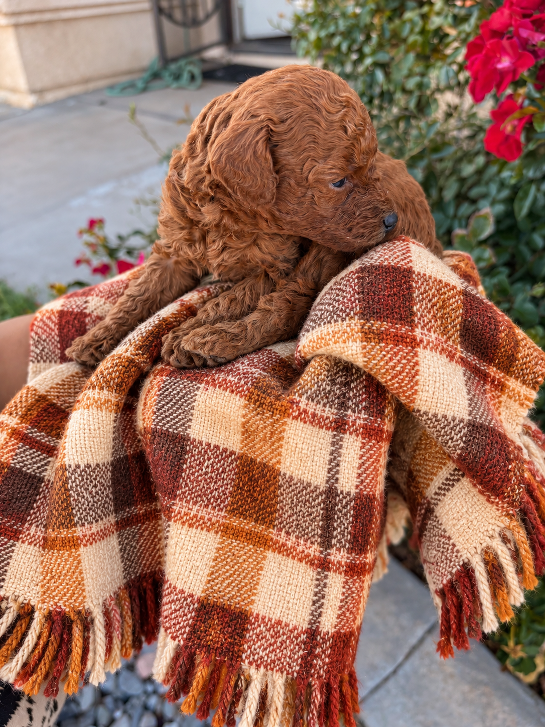 Iris Toy Poodles Beau Red Toy Poodle portrait