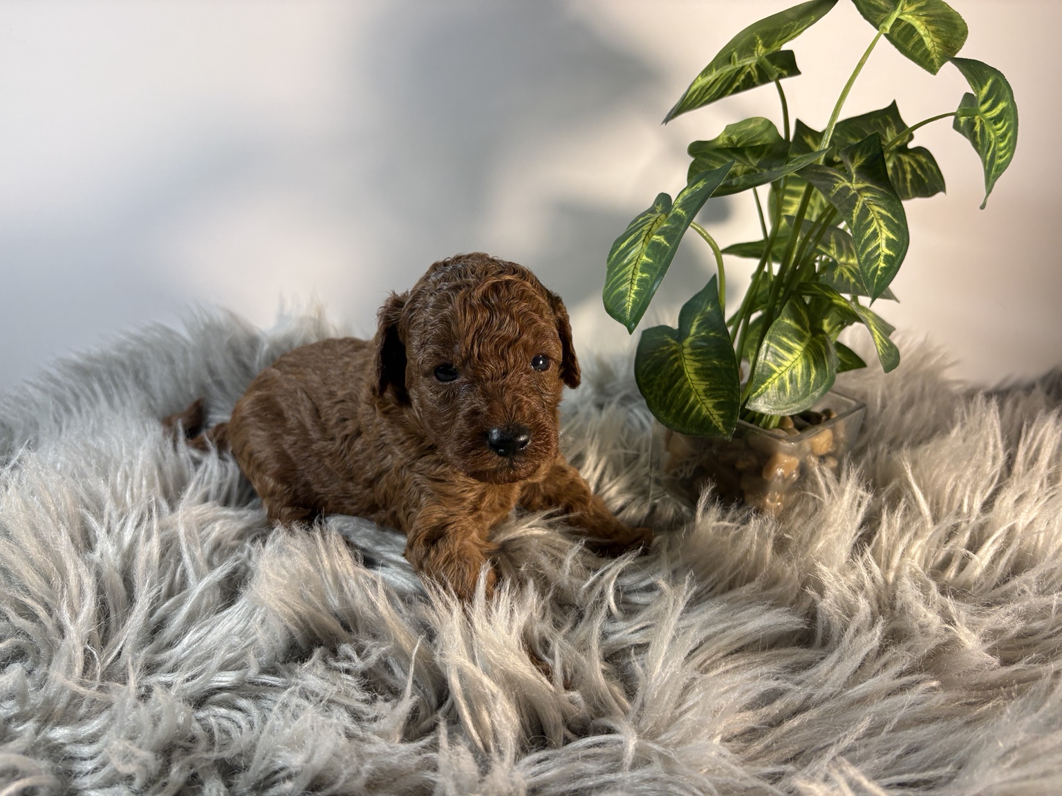 Iris Toy Poodles Red Toy Poodle puppy during a recent at-home growth photo session
