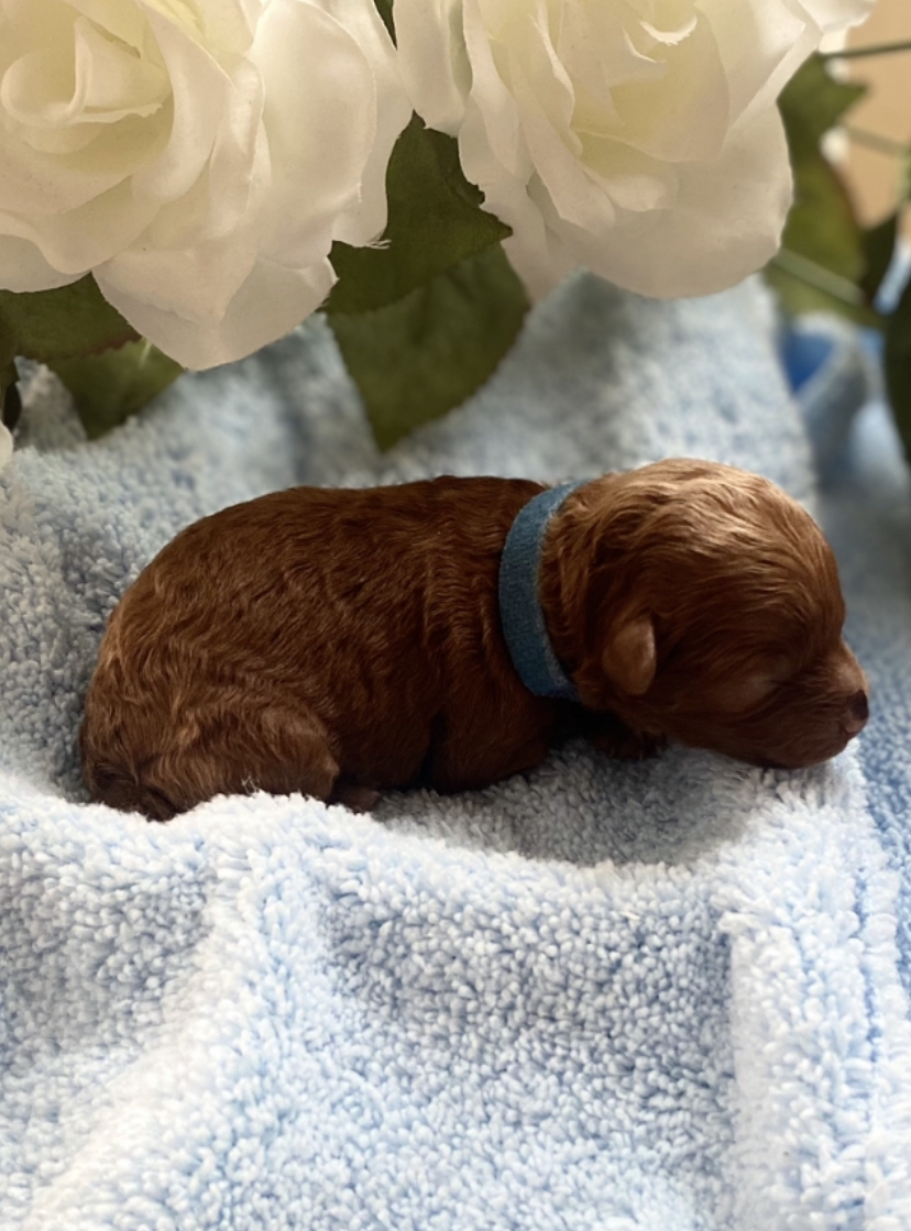 Iris Toy Poodles 2025 Red Toy Poodle litter photo 2