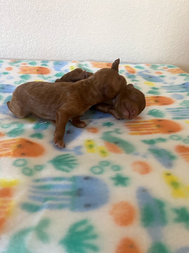 Iris Toy Poodles 2024 Red Toy Poodle litter photo 2