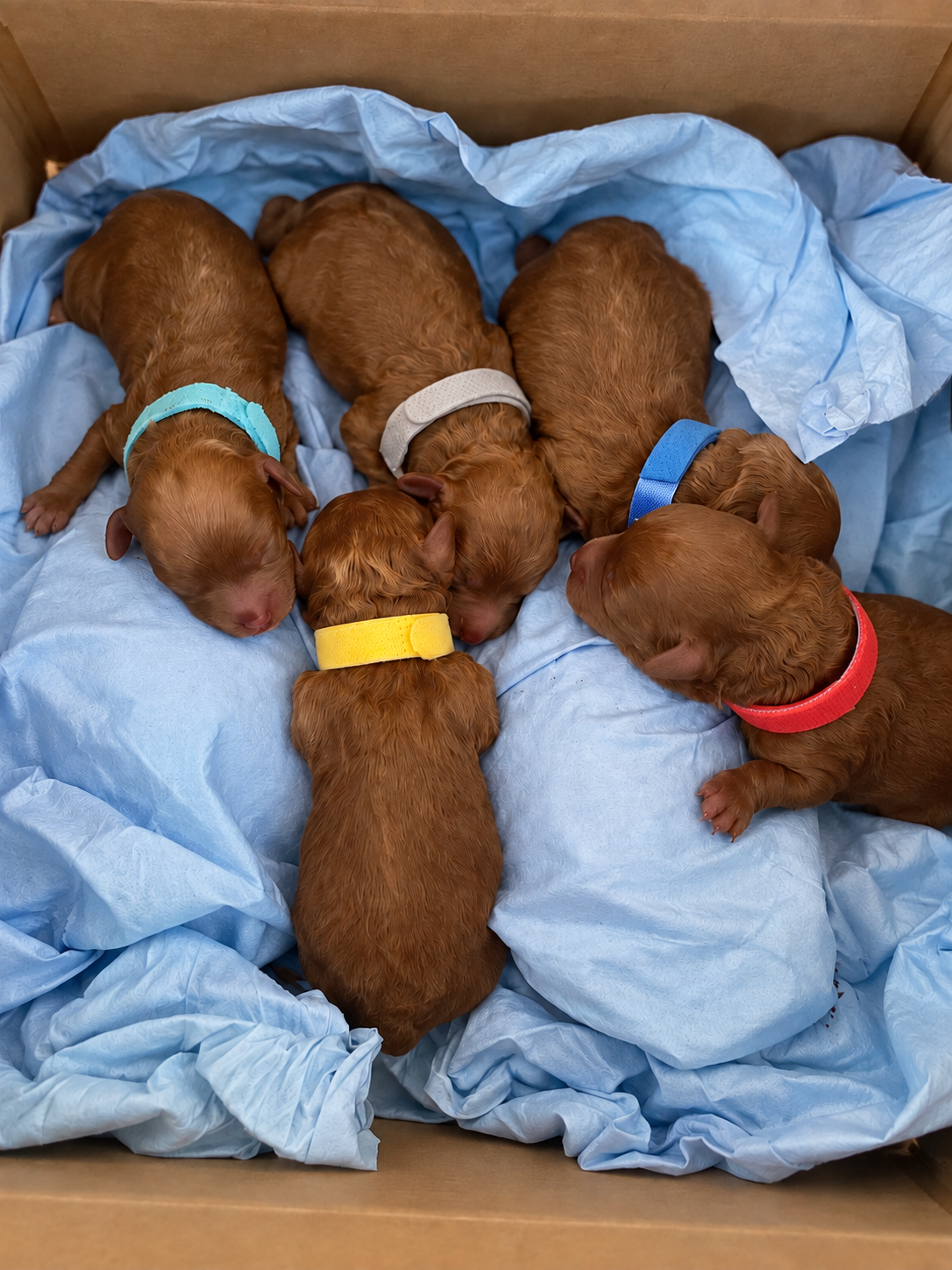 Iris Toy Poodles 2023 Second Litter Red Toy Poodle litter photo 3