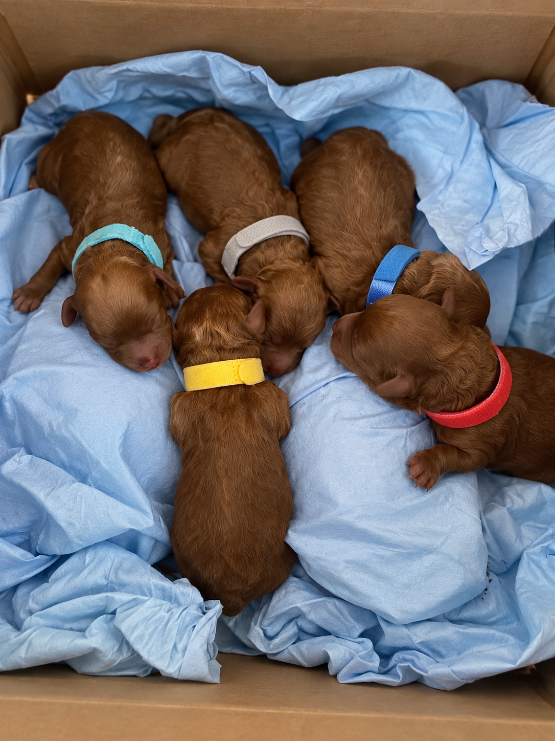 Iris Toy Poodles 2023 Second Litter Red Toy Poodle litter photo 4