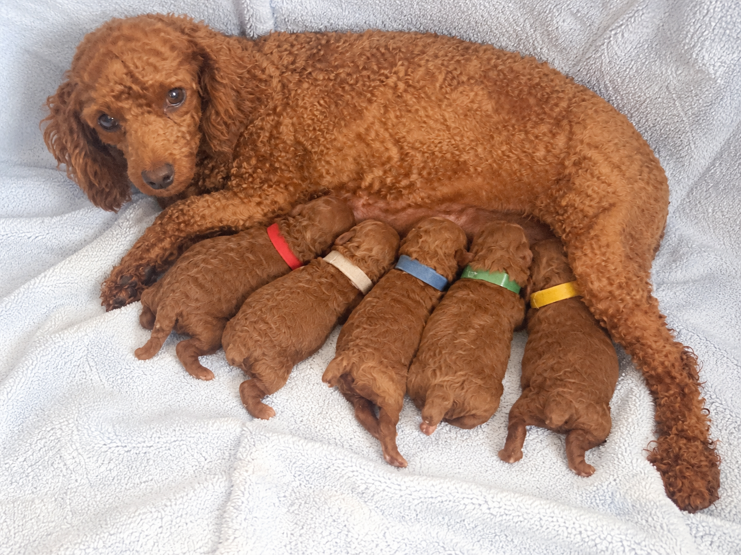 Iris Toy Poodles 2021 Red Toy Poodle litter photo 1
