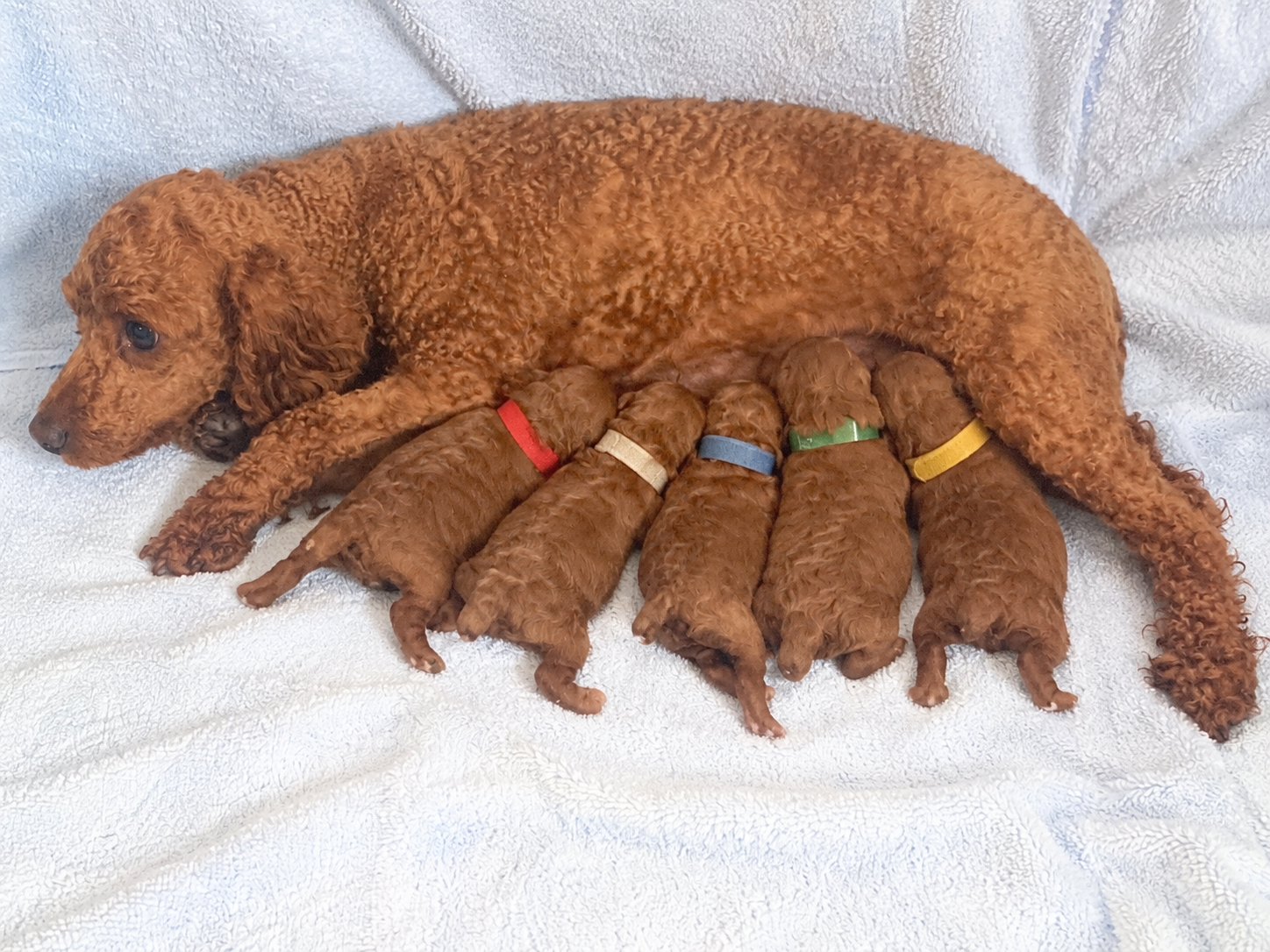 Iris Toy Poodles 2021 Red Toy Poodle litter photo 4