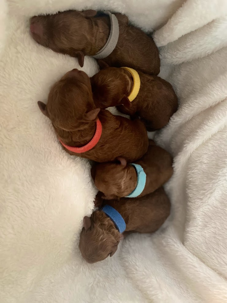 Iris Toy Poodles 2020 First Litter Red Toy Poodle litter photo 1