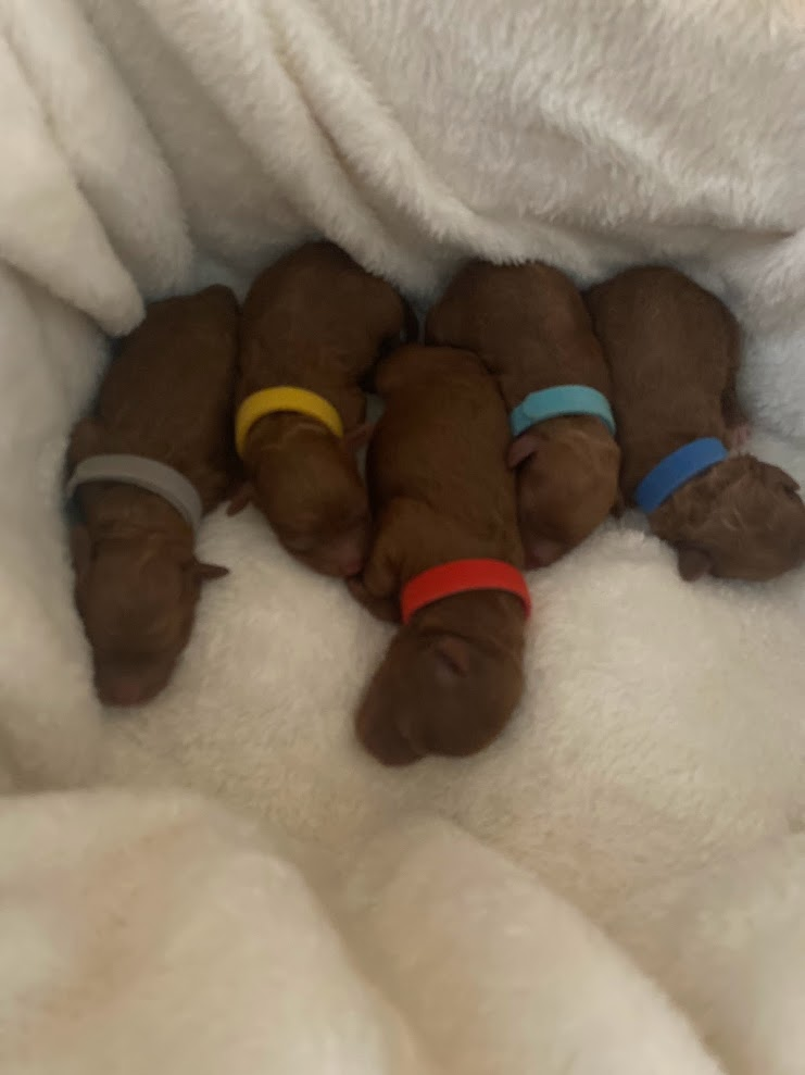 Iris Toy Poodles 2020 First Litter Red Toy Poodle litter photo 2