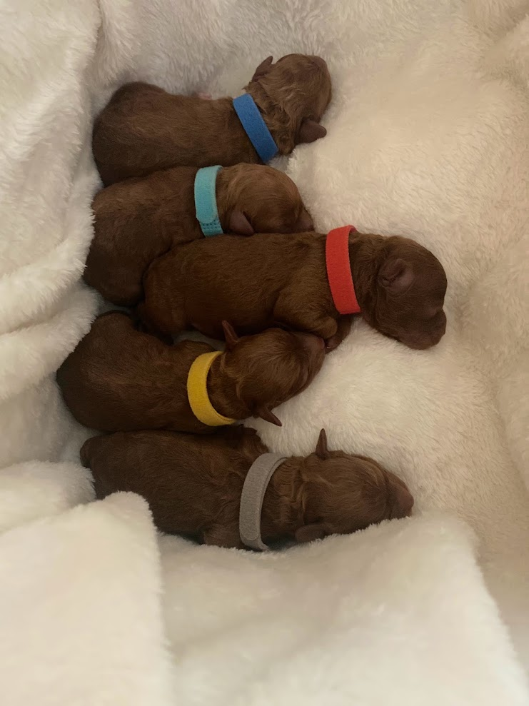 Iris Toy Poodles 2020 First Litter Red Toy Poodle litter photo 3